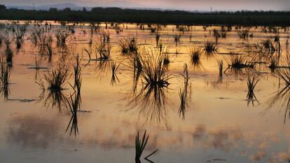 L'Albufera de Valencia es uno de los ecosistemas amenazados.
