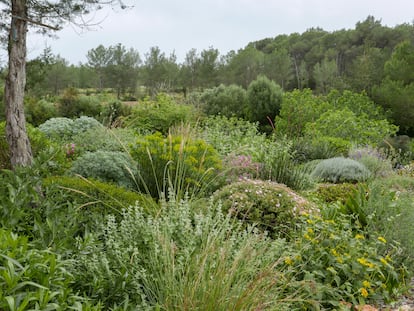 En el jardín experimental de Valerio Miragoli en Ibiza se riega exclusivamente lo necesario para que las plantas sobrevivan, sin renunciar a composiciones atractivas, gracias a la adaptación de las plantas mediterráneas. 