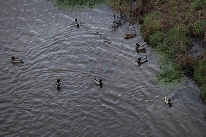 Un grupo de patos nadan en el río Besòs, en Montcada i Reixac.