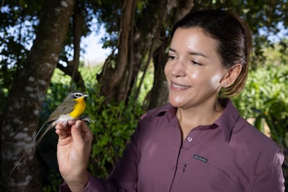 La ornitloga Ana Mara Gonzlez con un chipe amarillo (Icteria virens), en Mxico, en febrero de 2024. 