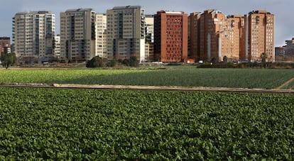 Parcelas de huerta en producci&oacute;n en la partida de Dalt del barrio de Campanar en Valencia.