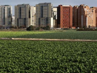 Parcelas de huerta en producci&oacute;n en la partida de Dalt del barrio de Campanar en Valencia.