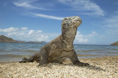 Un dragón de komodo en la isla homónima.