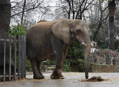 <i>Susi,</i> el pasado lunes, en el zoo de Barcelona.