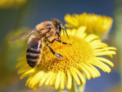 Las flores aprovechan los granos de las zonas donde los insectos no se quitan el polen