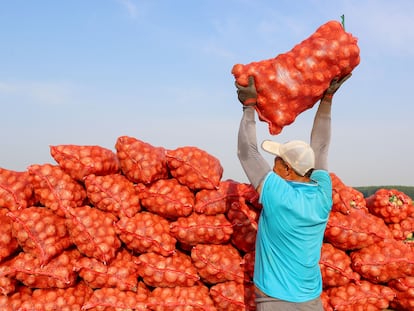 A farmer during potato harvesting in Qingdao, China, on June 25.