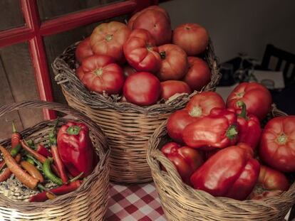 Un ejercicio de resistencia y fidelidad: plantar tomateras y consumir tomates ciertos, honestos.