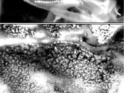 En la imagen superior se muestra una cadena magnética dentro de una bacteria actual. En la parte inferior, las flechas señalan los cristales magnéticos en el meteorito.