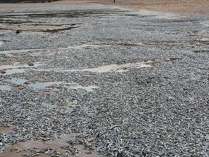 Imagen de la playa de La Griega, en Colunga, con millones de bocartes muertos.