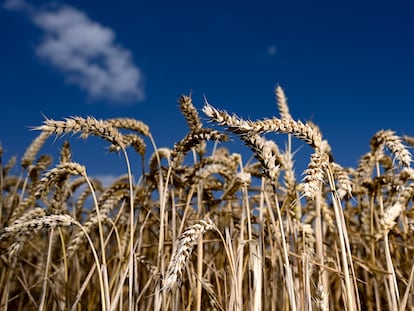 Campo de trigo cerca de Nieder- Erlenbach, en Alemania.