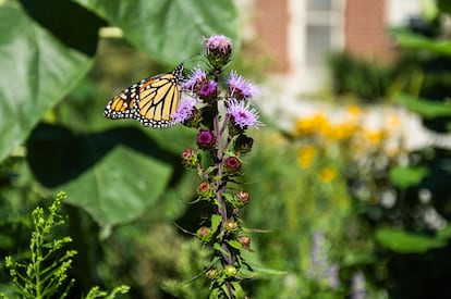 Una mariposa monarca bebe néctar de una flor en el Hábitat de Polinizadores, cerca del almacén del Distrito de Parques de Chicago, en agosto de 2024.