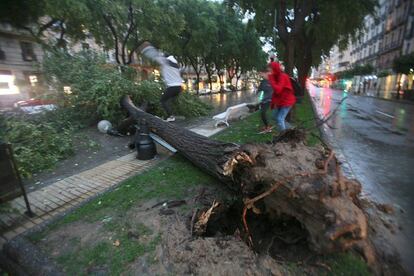 Un árbol caído en la Rambla Nova de Tarragona a causa de la fuerte tormenta de esta tarde.