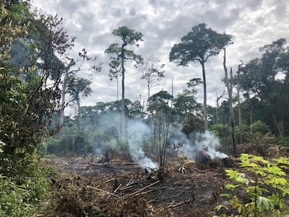 Los bosques tropicales de la cuenca del Congo son el segundo pulmón verde del planeta y el mejor conservado, pero están amenazados por prácticas asociadas a la explosión demográfica, la mala gobernanza y la falta de planes de gestión forestal sostenible. La agricultura de ‘tala y quema’ es una de estas prácticas. En la imagen, el bosque en Yangambi.