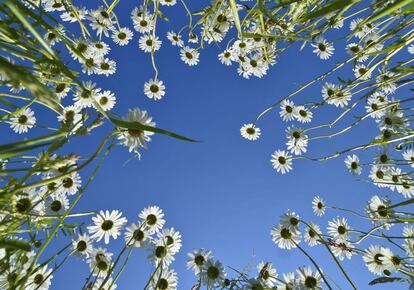 Flores bajo el cielo azul en una pradera cerca de Jacobsdorf, Alemania, el 20 de mayo de 2014.