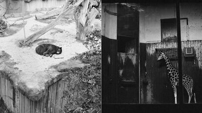 Oso (Madrid) / Jirafa (Madrid)