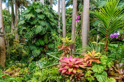 Hunte's Botanical Garden, en la isla caribeña de Barbados. 