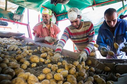 Cosecha de patatas