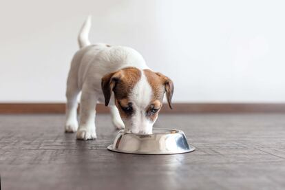 Los veterinarios recuerdan que en la primera semana de vida los perros y gatos bebés deben comer en intervalos de dos a cuatro horas y, a medida que pasan las semanas, se puede espaciar las tomas cada cuatro o seis horas.