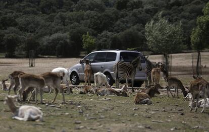 Un coche se detiene ante la presencia de varios animales: gamos, arruís, cebras y muflones, entre otros.