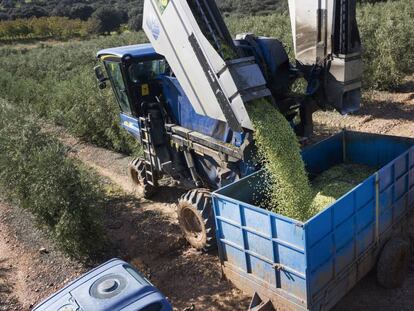 Volcado de la aceituna en una de las fincas de Todoolivo