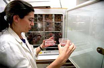 Una investigadora de la Facultad de Veterinaria de la Complutense extrae unos cultivos de la incubadora.