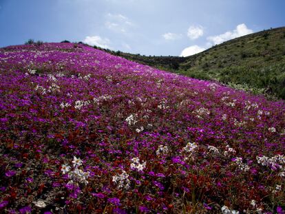 Flores cubren el desierto de Atacama cerca de Copiapó, Chile