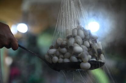 Los capullos de morera se procesan para extraer la seda en la fábrica de seda más antigua de Srinagar (India).