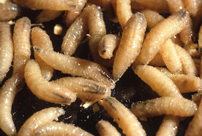 El gusano barrenador del ganado es la fase larvaria de la mosca 'Cochliomyia hominivorax'. Se alimenta de los fluidos de los tejidos vivos de heridas y llagas provocando miasis, que puede ser mortal.