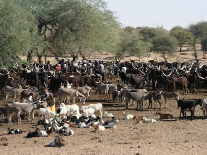 Sahel: elegir entre el ganado y los hijos