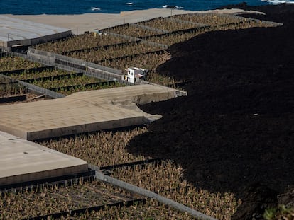 Vista de la colada que llegó a una plantación de plátanos de Los Llanos de Aridane, en la isla de La Palma.