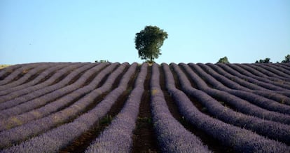 Un campo de lavanda en las cercanías de Brihuega (Guadalajara).