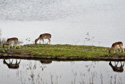 Tres gamos pastan el pasado marzo en un islote de Doñana originado tras las intensas lluvias.