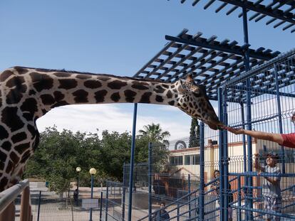 Un hombre alimenta a la jirafa Benito, en el Parque Central de Chihuahua, el 14 de junio de 2023.