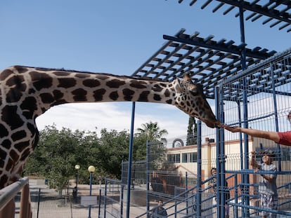 Un hombre alimenta a la jirafa Benito, en el Parque Central de Chihuahua, el 14 de junio de 2023.