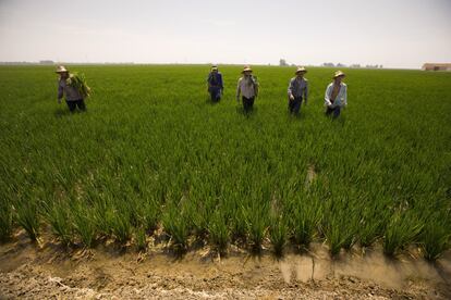 Un grupo de jornaleros termina su labor, quitar malas yerbas, en un campo de arroz cerca de Isla Mayor, en las marismas del Guadalquivir donde se rodó la película Isla Mínima. La cosecha del arroz tiene lugar en septiembre.