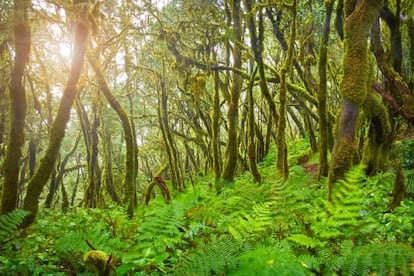 Situado en el centro de la isla canaria de La Gomera, el bosque de laurisilva del parque nacional de Garajonay es el lugar perfecto si de inmersión verde se trata. Declarado patrimonio mundial por la Unesco en 1981, las nubes le aportan humedad a este bosque que cuenta con 18 rutas señalizadas para recorrerlo.