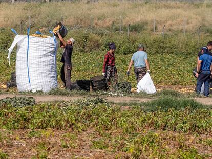 Varios jornaleros recogen patatas en una finca de Sevilla.