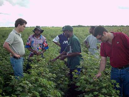 Una de las plantaciones de la empresa en Angola.