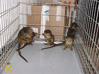 La Guardia Civil halla a siete primates ocultos en la jaula de un perro en el aeropuerto. PLANO GENERAL - NATURALEZA