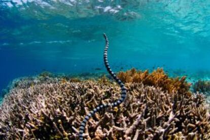 Una serpiente de mar surge entre los colares de las islas de Raja Ampat, en Indonesia.