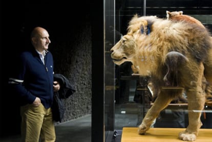 Ejemplar disecado de un león (muerto en el zoo de Barcelona) que puede verse por primera vez en el nuevo museo de Ciencias Naturales de Barcelona.
