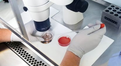 Una investigadora trabaja con óvulos humanos en un laboratorio. 