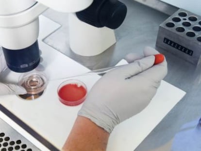Una investigadora trabaja con óvulos humanos en un laboratorio. 