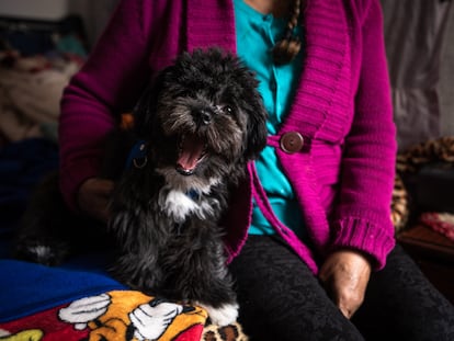 Un perro junto al regazo de su dueña enferma.