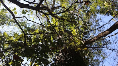 Mata Atlântica ainda carece de áreas protegidas