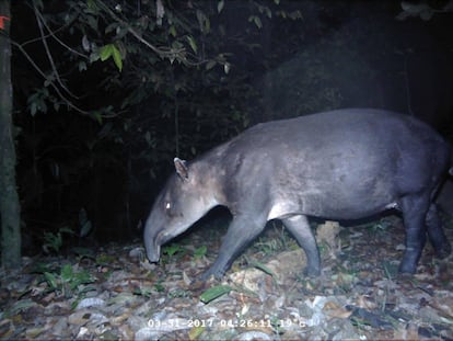 Una comunidad de mamíferos autóctonos de gran tamaño es uno de los mejores indicadores del estado de conservación de un ecosistema. Los investigadores registraron 30 especies de mamíferos de tamaño mediano y grande. El informe asegura que el área de estudio es un refugio para especies que son extremadamente vulnerables a la caza excesiva. Los animales que más abundan son los jabalíes. La abundancia de especies de cacería como el venado colorado, el venado cola blanca, la danta, la guardiola y el sahino es un indicador de que la intensidad de caza es extremadamente baja. La comunidad completa de herbívoros autóctonos registrados sostiene a los principales carnívoros sin competencia humana. La comunidad completa de carnívoros incluye 'Mustelidae', 'Procyonidae' y las cinco especies de felinos que se encuentran en la región (tigre, león, tigrillo, manigordo y yaguarundi). Además se observaron las tres especies de primates que esperaban encontrar, las especies arbóreas como mico león. cacomistle y la nutria evidencian el buen estado de conservación de la zona.