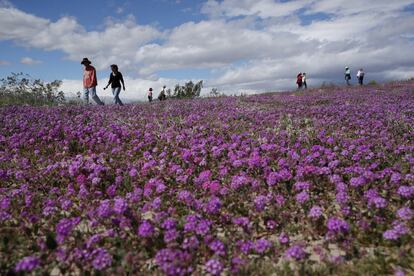 Varias personas caminan entre flores silvestres cerca de Borrego Springs, California, EE.UU, el 6 de marzo de 2019.