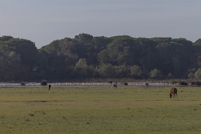 Las marismas de Doñana desde El Rocío, hace un mes.