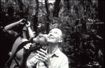 Imagem do documentário 'A paixão de Jane Goodall', exibido em outubro de 2003.