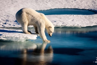 Un oso polar prueba la fuerza del delgado hielo marino en el Ártico.